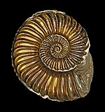 Pyritized ammonoid Pleuroceras solare fossil specimen