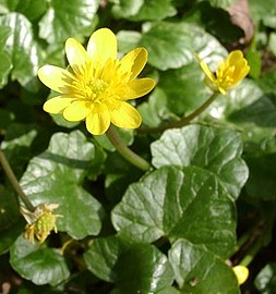 salátaboglárka (Ranunculus ficaria)