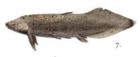 Retodus tuberculatus