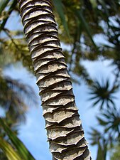 Stipe d'un Dragonnier de Madagascar avec la trace des feuilles