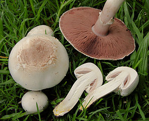 Karbol-Champignon (giftig) Agaricus xanthodermus