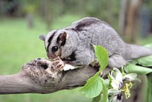 Mahogany glider.jpg