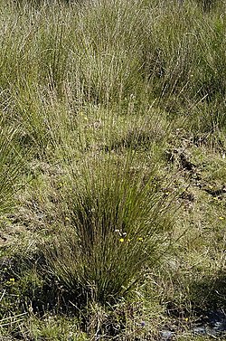 Siniheinä (Molinia caerulea)