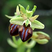 Ophrys cephalonica