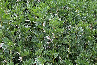 A lóbab (Vicia faba) nagy fehérjetartalmú, lágy részei könnyen bomlanak, kiváló trágyapótló.