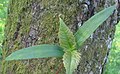 Acer pseudoplatanus