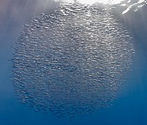 Banco de peces trompeta (Macroramphosus scolopax), islas Azores, Portugal, 2020-07-27, DD 40