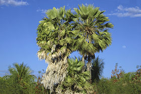 Image illustrative de l’article Cire de carnauba