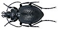 Carabus favieri fezzanus