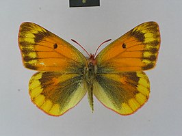 Colias felderi