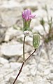 Crepis purpurea