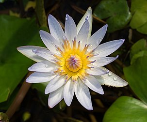 Nenúfar de Daubeny (Nymphaea × daubenyana) no Jardim Botânico do Brooklyn, Nova Iorque (definição 4 028 × 3 346)