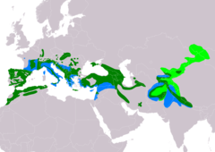 Distribución de Emberiza cia