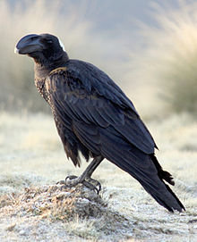 Tjukknebbramn, Corvus crassirostris Foto: Donald Macauley