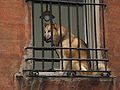 Capolungo: cane ad una finestra