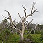 Thumbnail for File:Heartleaf Paper Birch (Betula cordifolia) - Gros Morne National Park, Newfoundland 2019-08-20.jpg