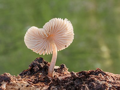 Helmmycena (Mycena galericulata) (d.j.b.) 03