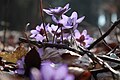 3103 Moss blåveis Hepatica nobilis