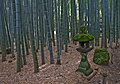 The bamboo garden and its lantern