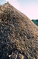 Reetdach (thatched roof), Hampshire, UK