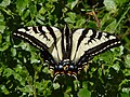 Papilio eurymedon (Pale Tiger Swallowtail)