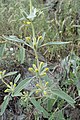 Nakvétající Phlomis armeniaca