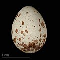 * Nomination egg of Canary Islands chiffchaff - Oeuf de Pouillot des Canaries --Ercé 09:12, 31 December 2023 (UTC) * Promotion Good quality. --Cayambe 10:45, 1 January 2024 (UTC)