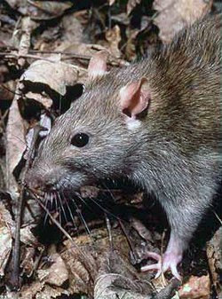 Smeđi pacov (Rattus norvegicus)