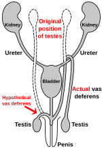 Thumbnail for File:Route of vas deferens en.svg