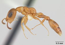 Муравей Tetraponera ophthalmica