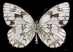 Melanargia lachesis ♂ △