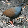 Orange-footed Scrubfowl