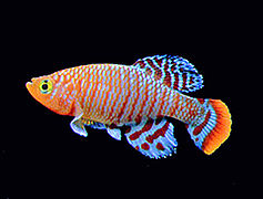 Bluefin Notho, another African killifish I used to breed, here photographed in one of my aquaria.