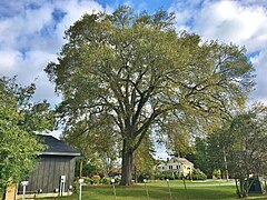 American Elm in Great Barrington, MA (September 2019).jpg