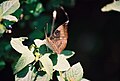 Common Baron butterfly at Bhadra WLS