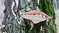 * Nomination Birch polypore (Piptoporus betulinus), Hesse, Germany. --NorbertNagel 10:12, 21 December 2013 (UTC) * Promotion  Support just ok, the focus point is a bit too far (it is not on the front of the mushroom) --Christian Ferrer 08:10, 25 December 2013 (UTC)