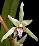 Cymbidium aliciae