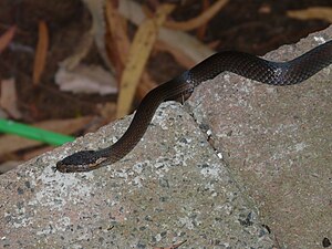 Golden-crowned snake (Cacophis squamulosus) on a path in Berowra, NSW