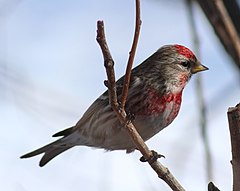 Passerell golanegre (Carduelis flammea)