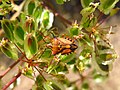 * Nomination Carpocoris mediterraneus ssp. atlanticus in Ávila, Spain. --Balles2601 21:25, 15 March 2022 (UTC) * Promotion  Support Good quality. --Velvet 07:18, 18 March 2022 (UTC)  Support Good quality. --Junior Jumper 07:43, 18 March 2022 (UTC)