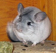 Chinchilla « Silver Mosaic »