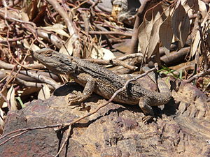 Bearded Dragon (Pogona barbata) sunning itself on a rock a few km from Gulgong