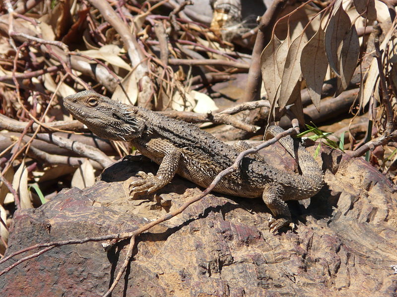 File:Eastern Bearded Dragon Gulgong.jpg