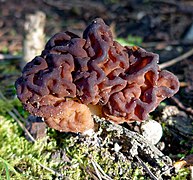 Gyromitra esculenta (40876756494).jpg