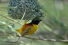 Golden-backed Weaver.jpg