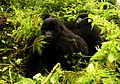 In n Virunga-Nazionalparkk.