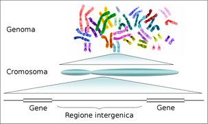 Human genome to genes-it.png