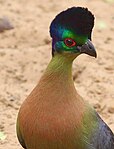 Close-up of front and head plumage