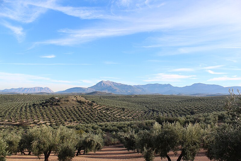 File:Paisaje de olivar 24J 06.jpg