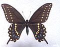 Papilio joanae